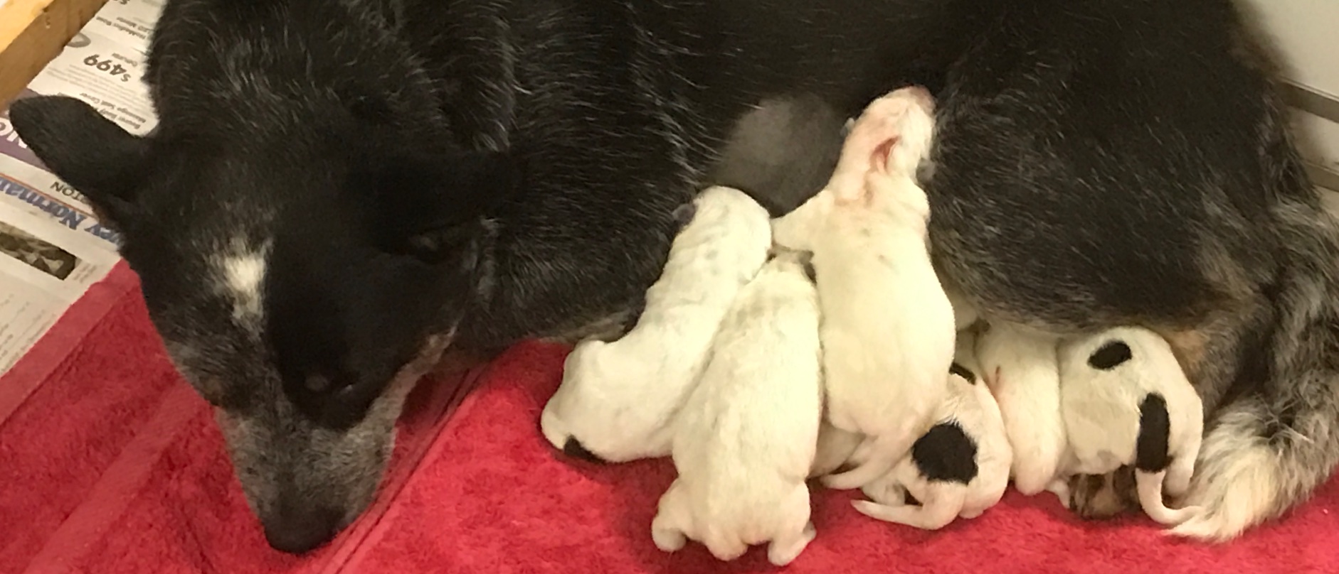 DiDi and her pups.